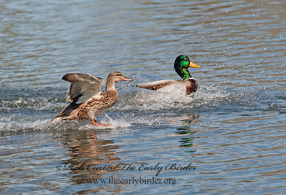 Anas platyrhynchos  MALLARD 8021647