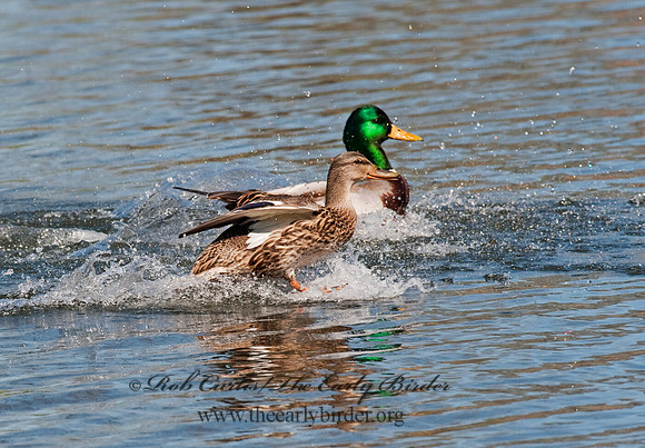 Anas platyrhynchos  MALLARD 8021648