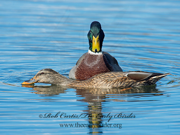 Anas platyrhynchos  MALLARD 9006403