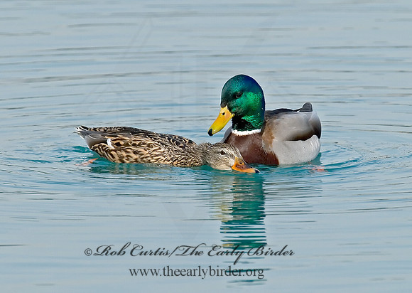 Anas platyrhynchos  MALLARD 7000798