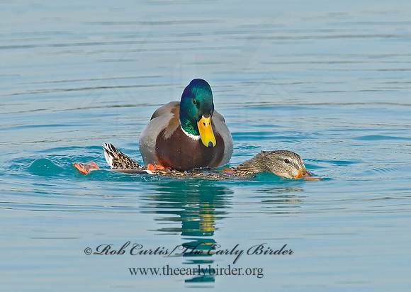 Anas platyrhynchos  MALLARD 7000800