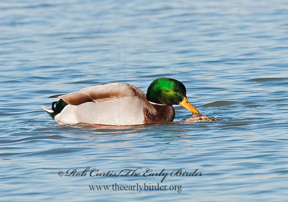 Anas platyrhynchos  MALLARD 3004611