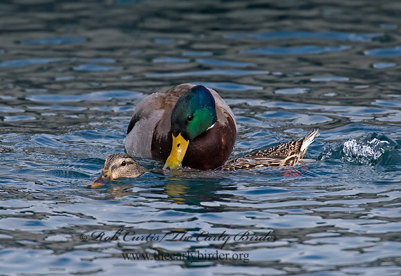 Anas platyrhynchos  MALLARD 6030202
