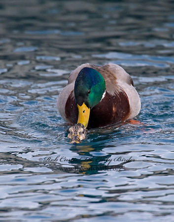 Anas platyrhynchos  MALLARD 6030203