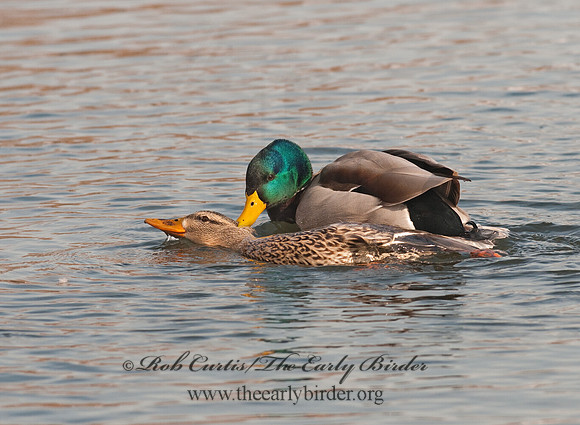 Anas platyrhynchos  MALLARD 3001126