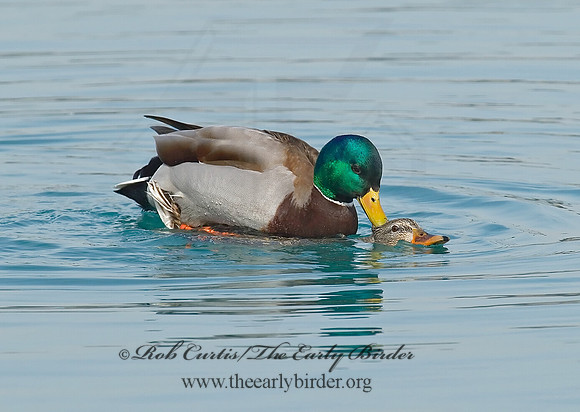 Anas platyrhynchos  MALLARD 7000804