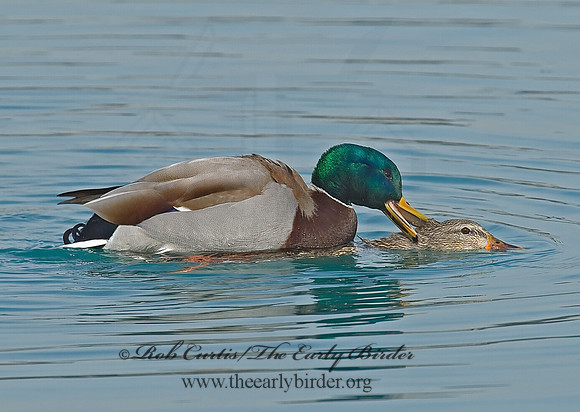 Anas platyrhynchos  MALLARD 7000806
