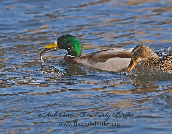 Anas platyrhynchos  MALLARD 6019990