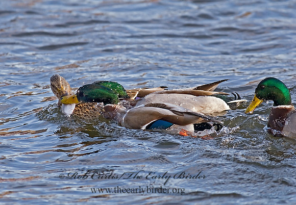 Anas platyrhynchos  MALLARD 6020016