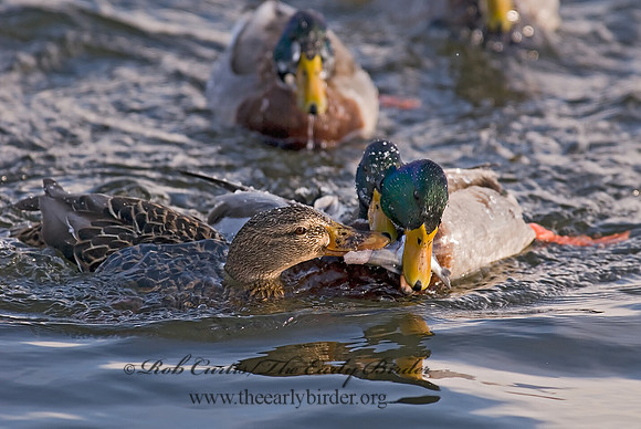 Anas platyrhynchos  MALLARD 6020017