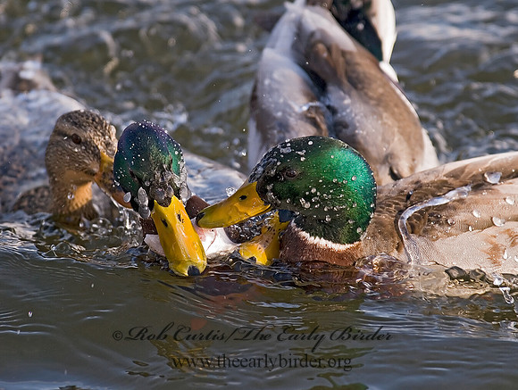 Anas platyrhynchos  MALLARD 6020018