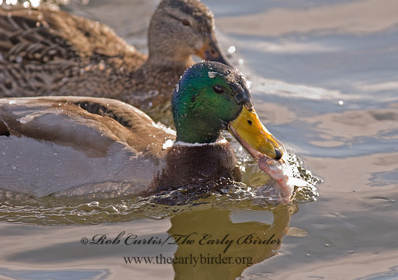 Anas platyrhynchos  MALLARD 6020020