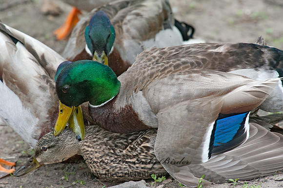 Anas platyrhynchos  MALLARD 8032784