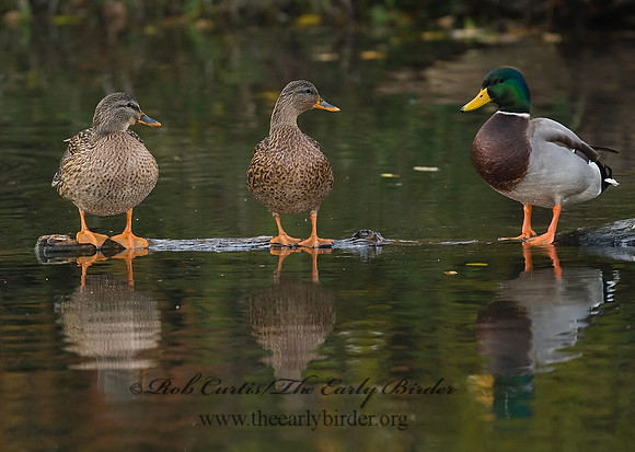 Anas platyrhynchos  MALLARD 7013272