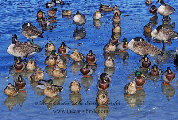 Anas platyrhynchos  MALLARD 286811