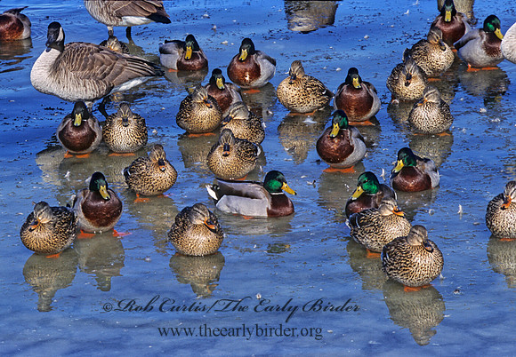 Anas platyrhynchos  MALLARD 286812