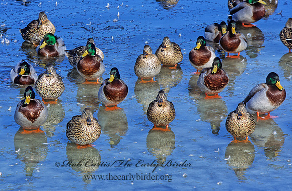 Anas platyrhynchos  MALLARD 286819