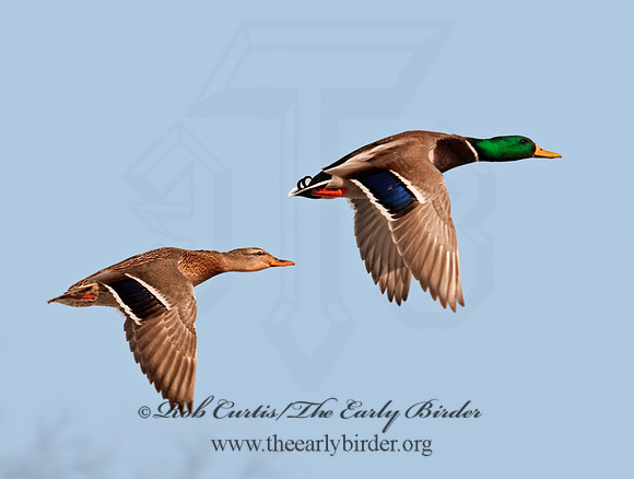 Anas platyrhynchos  MALLARD 3001203