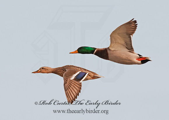 Anas platyrhynchos  MALLARD 3001019