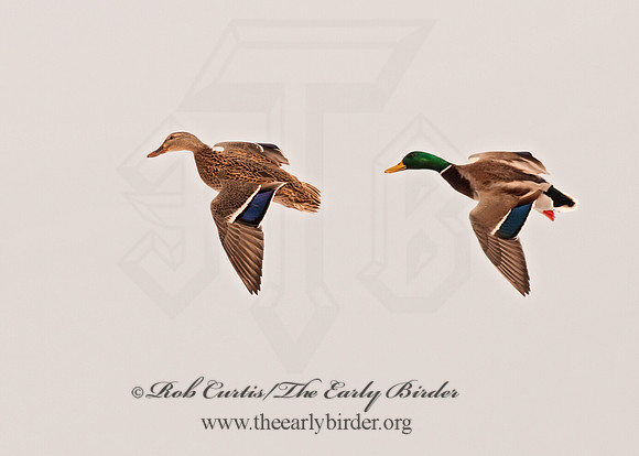 Anas platyrhynchos  MALLARD 3001092