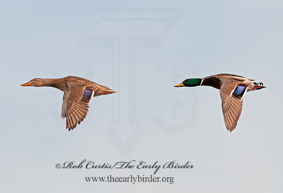 Anas platyrhynchos  MALLARD 3001136
