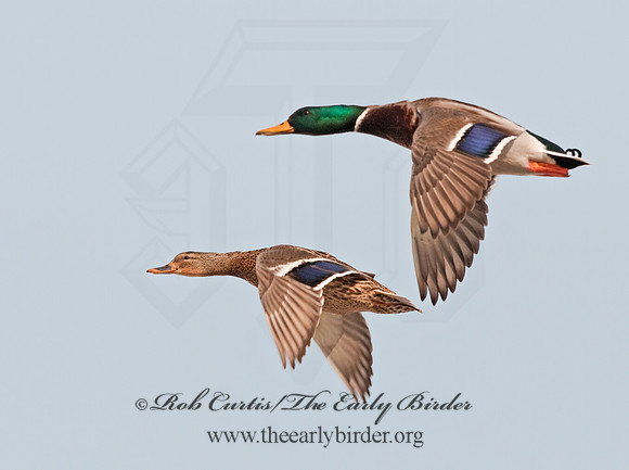 Anas platyrhynchos  MALLARD 3001140