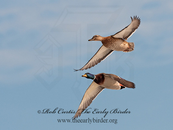 Anas platyrhynchos  MALLARD 3001171