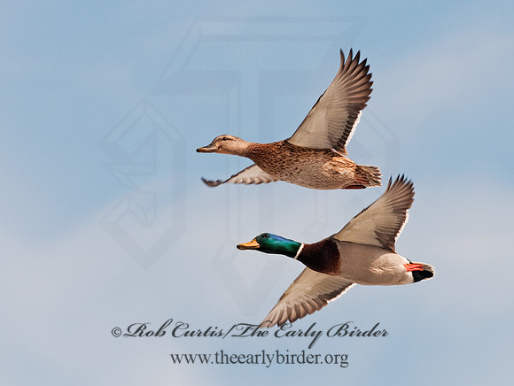 Anas platyrhynchos  MALLARD 3001173