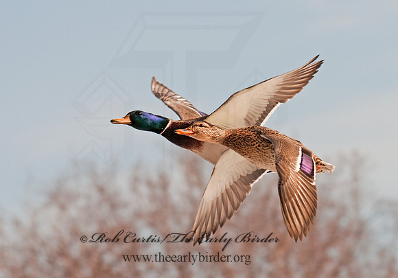 Anas platyrhynchos  MALLARD 3001180