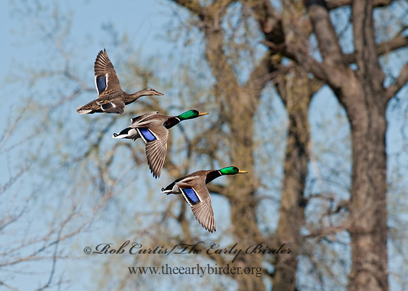 Anas platyrhynchos  MALLARD 8021653