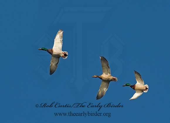 Anas platyrhynchos  MALLARD 8003304