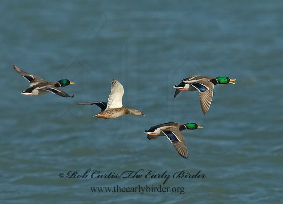 Anas platyrhynchos  MALLARD 6029800