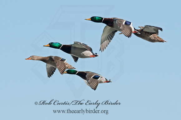 Anas platyrhynchos  MALLARD 3000969