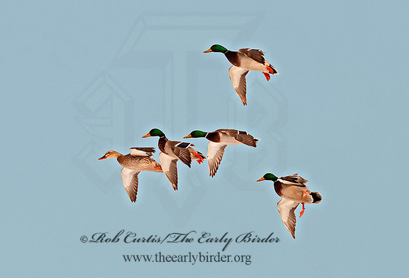 Anas platyrhynchos  MALLARD 3001090