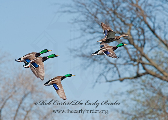Anas platyrhynchos  MALLARD 8021655