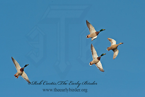Anas platyrhynchos  MALLARD 8028409