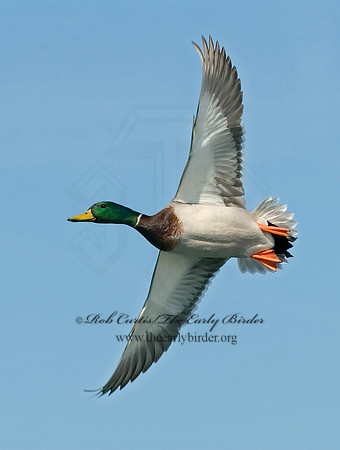 Anas platyrhynchos  MALLARD 6021280