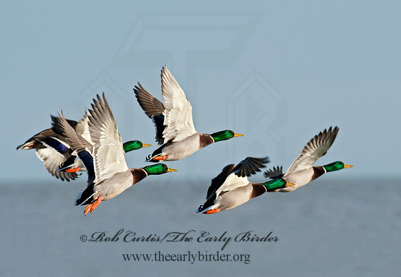 Anas platyrhynchos  MALLARD 8033679