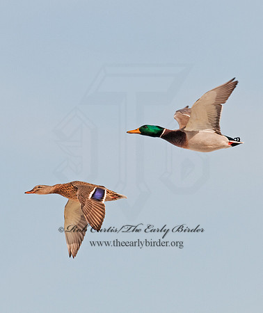 Anas platyrhynchos  MALLARD 3001142