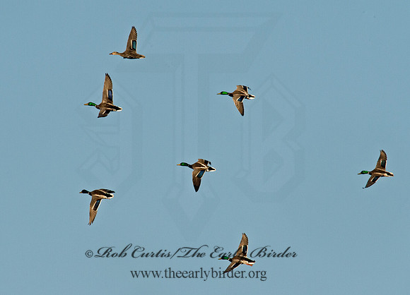 Anas platyrhynchos  MALLARD 9001688