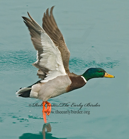 Anas platyrhynchos  MALLARD 6021413