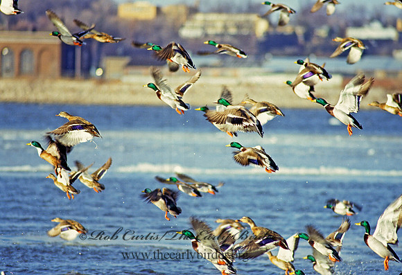 Anas platyrhynchos  MALLARD 140126