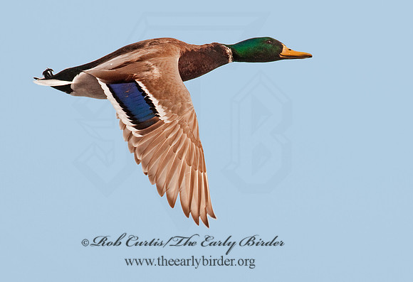 Anas platyrhynchos  MALLARD 3001066