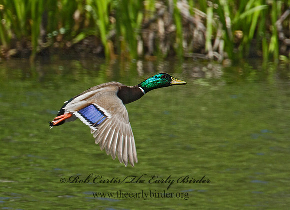 Anas platyrhynchos  MALLARD 9001187