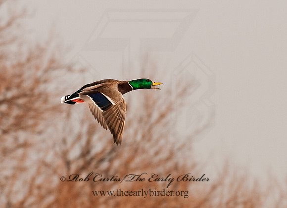 Anas platyrhynchos  MALLARD 3001124