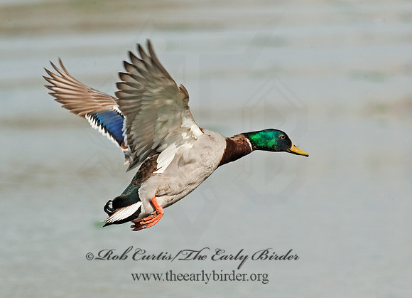 Anas platyrhynchos  MALLARD 8021741
