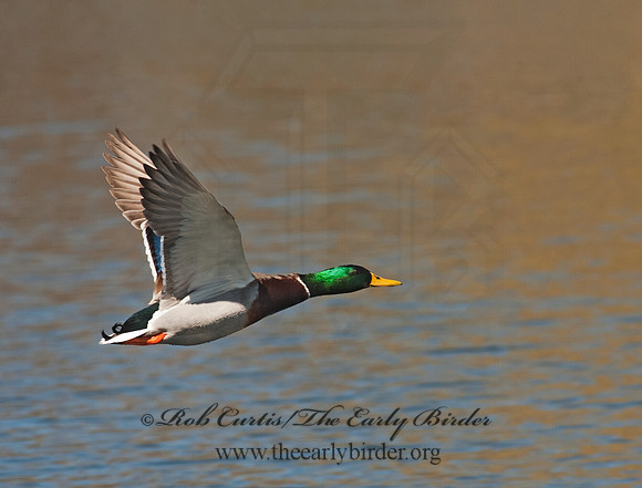 Anas platyrhynchos  MALLARD 8021634