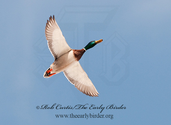 Anas platyrhynchos  MALLARD 3001199