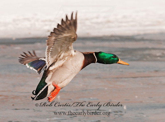 Anas platyrhynchos  MALLARD 3001206