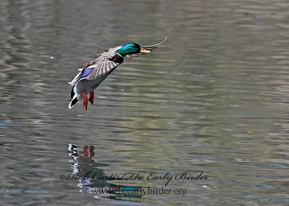 Anas platyrhynchos  MALLARD 8021608